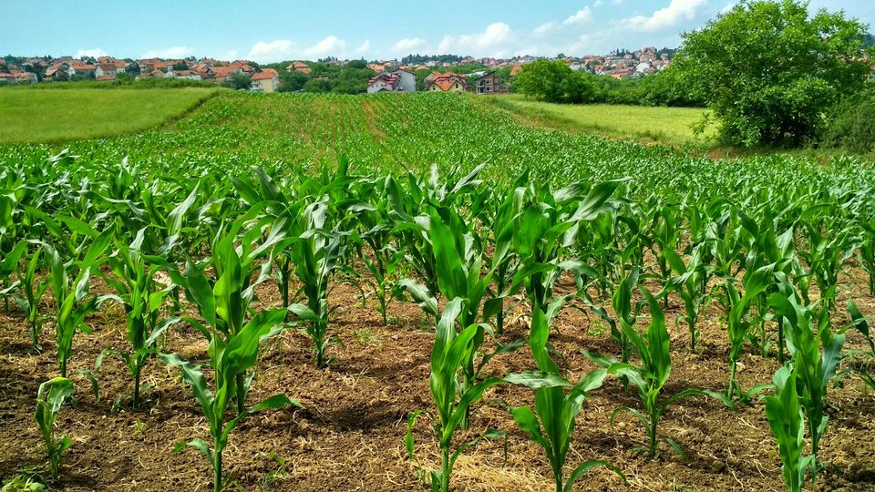 University-college hybrid land-based institution